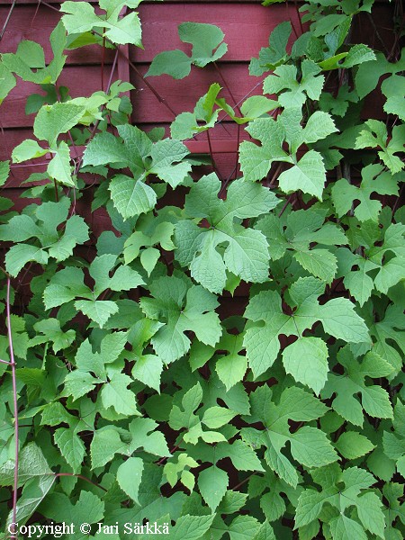 Vitis amurensis, amurinviini